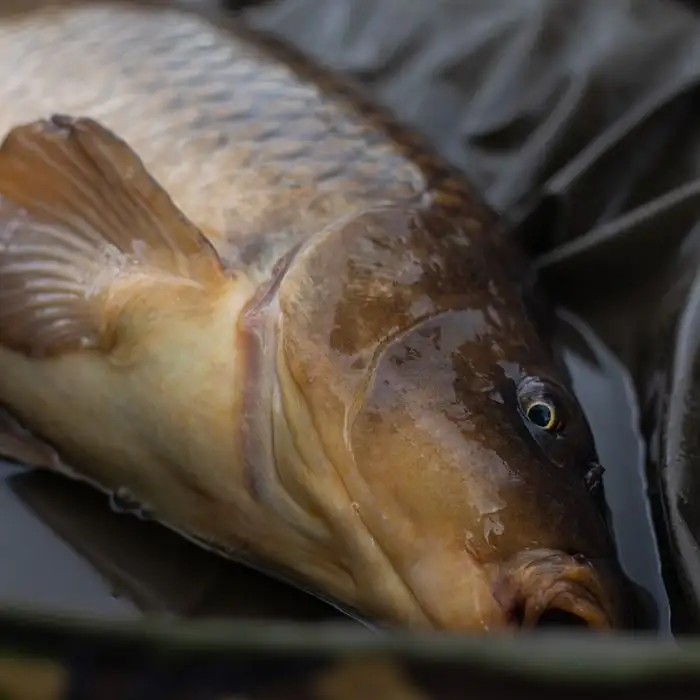 Trakker DPM Crib, Ovale Abhakmatte 5 Trakker DPM Crib, Ovale Abhakmatte – Bild 3